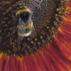 Sonnenblume mit Hummel     